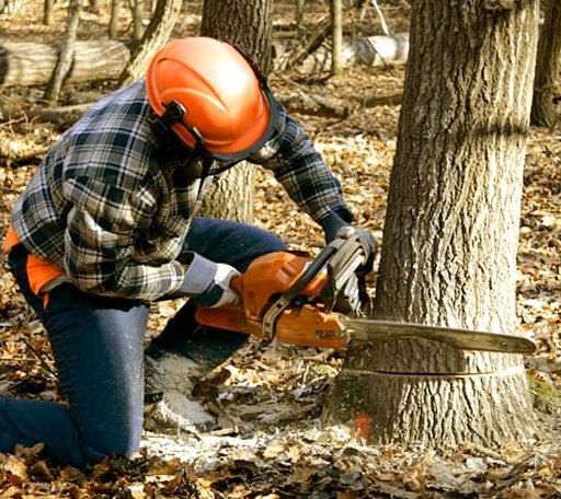 Tree Removal in Gillham, AR